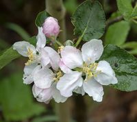 Flintinge æbleblomst 